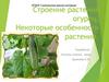 Строение и особенности огурца
