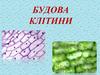 Будова клітини