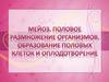 Мейоз. Половое размножение организмов. Образование половых клеток и оплодотворение