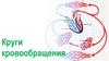 Круги кровообращения