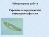 Лабораторная работа "Строение и передвижение инфузории-туфельки"