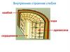 Внутреннее строение стебля