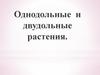Однодольные и двудольные растения