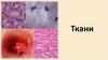 Ткани. Тело многоклеточных организмов