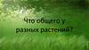 Что общего у разных растений?