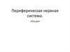 Периферическая нервная система