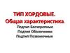 Тип Хордовые. Общая характеристика. Подтип Бесчерепные Подтип Оболочники Подтип Позвоночные
