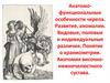 Анатомо - функциональные особенности черепа