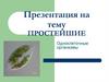 Одноклеточные организмы. Простейшие