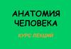 Анатомия человека  (курс лекций)