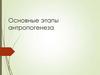 Основные этапы антропогенеза