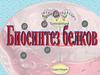 Биосинтез белков