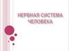 Нервная система человека