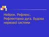 Нейрон. Рефлекс. Рефлекторна дуга. Будова нервової системи. Нервова тканина