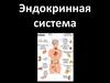 Эндокринная система