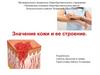 Значение кожи и ее строение