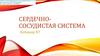 Сердечно - сосудистая система  (вебинар № 7)