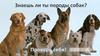 Знаешь ли ты породы собак?
