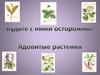 Ядовитые растения. Будьте с ними осторожны!
