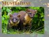 Mustelidae