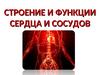 Строение и функции сердца и сосудов