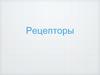 Рецепторы. Болевые рецепторы