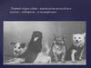 Первый отряд собак-кандидатов на полёты в космос