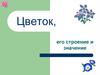 Цветок, его строение и значение