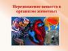 Передвижение веществ в организме животных