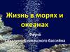 Жизнь в морях и океанах Фауна