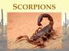 Scorpions