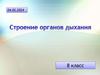 Строение органов дыхания. 8 класс