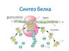 Синтез белка