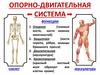 Опорно-двигательная система