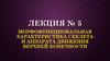 Морфофункциональная характеристика скелета и аппарата движения верхней конечности. Лекция №5