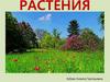 Растения