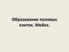 Образование половых клеток. Мейоз