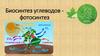 Биосинтез углеводов - фотосинтез