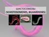 Истосомозы (Schistosomoses, Bilharzioses)