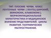Тип Плоские черви. Класс Ленточные черви. Морфофункциональная характеристика и медицинское значение представителей
