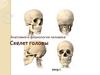 Анатомия и физиология человека Скелет головы