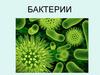 Бактерии