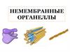 Немембранные органеллы