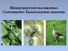 Поверхностное натяжение. Смачивание. Капиллярные явления