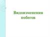 Видоизменения побегов
