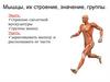 Мышц: их строение, значение, группы