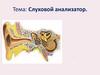 Слуховой анализатор