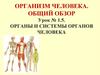 Организм человека. Общий обзор. Урок № 1.5. Органы и системы органов человека