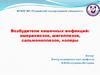Возбудители кишечных инфекций: эшерихиозов, шигеллезов, сальмонеллезов, холеры. Лекция 8