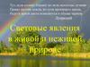 Световые явления в живой и неживой природе